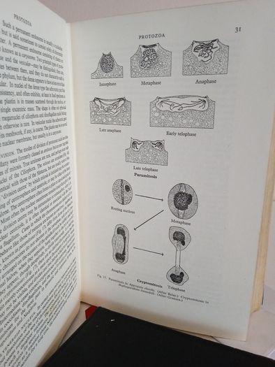 The Invertebrata: A Manual for the Use of Students by the Late L. A. Borradaile and F. A. Potts (RB246)