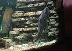 Extra large plecostamus