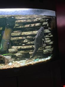 Extra large plecostamus