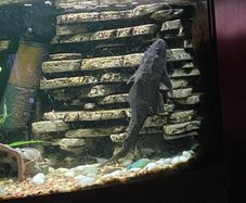 Extra large plecostamus
