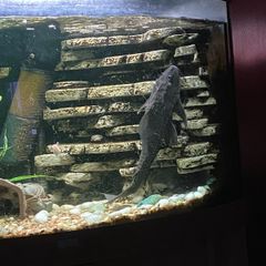 Extra large plecostamus