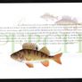 2001 Ireland Freshwater Fish Commemorative Stamp Booklet Mint Never Hinged (MNH). Photos of contents shown. Image 5
