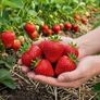 Bare Root Strawberry plants Image 3