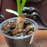 Philodendron Jose Buono Image 7