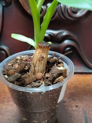 Philodendron Jose Buono