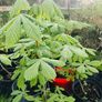 Chestnut tree Image 2