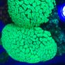 Candy Cane Marine Coral Image 2