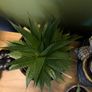 cacti Image 3