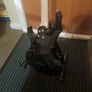 Esp ltd f10 Image 6