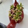 plant Image 3