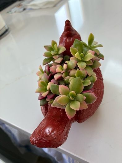 plant