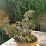 Bonsai tree Image 2
