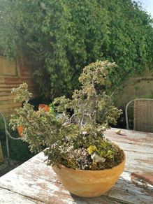 Bonsai tree