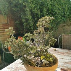 Bonsai tree