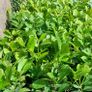 Laurel Hedging Image 2