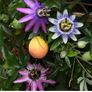 Passiflora climber plant. Image 5