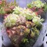 Aqua-Art VivoVerde Microterrarium with insectivorous plants 2L - ver1 Image 3