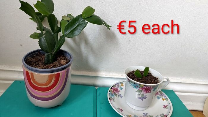 Christmas cactus