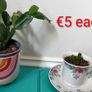 Christmas cactus Image 2