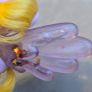 Lily Blossom Water Wing Cutie Waterwing HTF Brushable 3inch MLP G4 My Little Pony Image 4