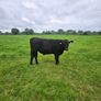 Aberdeen Angus bullocks Image 6