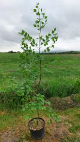 Silver Birch tree