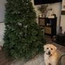 The Orchard 'the national tree company' 7.5ft feel real Newberry Spruce tree Image 7