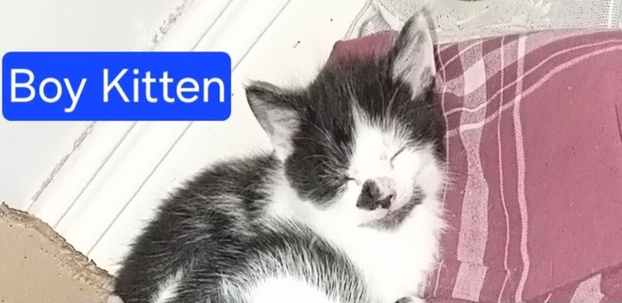 Kittens