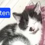 Kittens Image 6