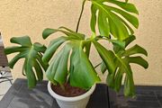 Monstera plant