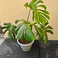 Monstera plant
