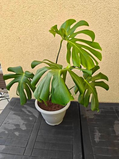 Monstera plant