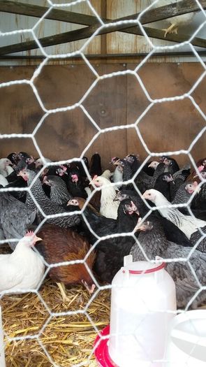 Pullets/hens/roosters/point of lay/