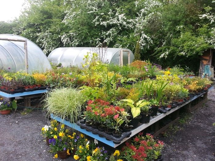 Golden Privet Hedging Plants