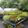 Golden Privet Hedging Plants Image 5