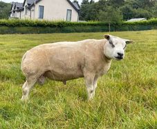 Pedigree Beltex Ram