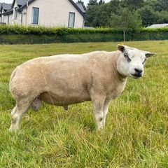 Pedigree Beltex Ram