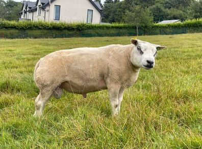 Pedigree Beltex Ram