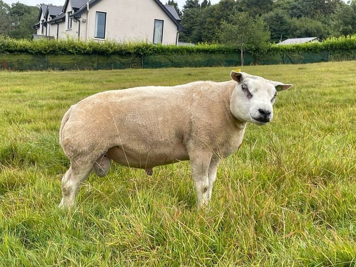 Pedigree Beltex Ram