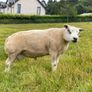 Pedigree Beltex Ram Image 2