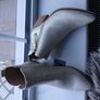 women's boots and shoes Image 3