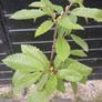 Sweet chestnut trees Image 9