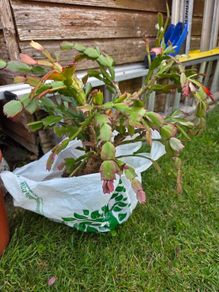 Christmas cactus