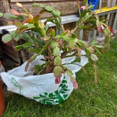 Christmas cactus