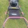 lawnmowers Image 5