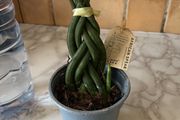 plant African spear