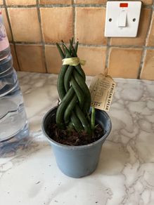 plant African spear