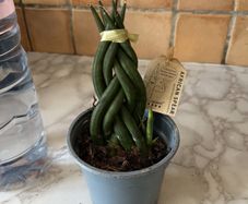 plant African spear