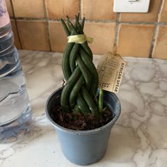 plant African spear