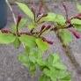 Weigela Image 2